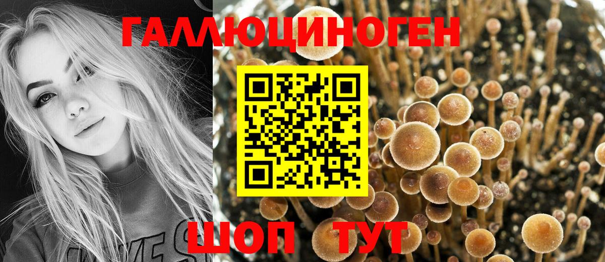Галлюциногенные грибы Psilocybe Усинск
